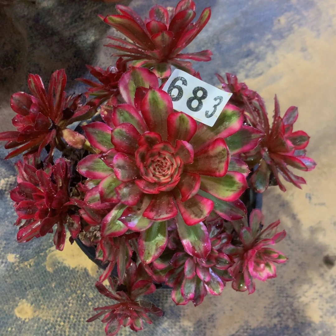 【闪购商品】s****辉683白月光多肉