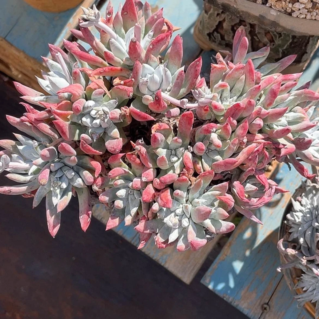 【闪购商品】法瑞瑕疵特价不售后