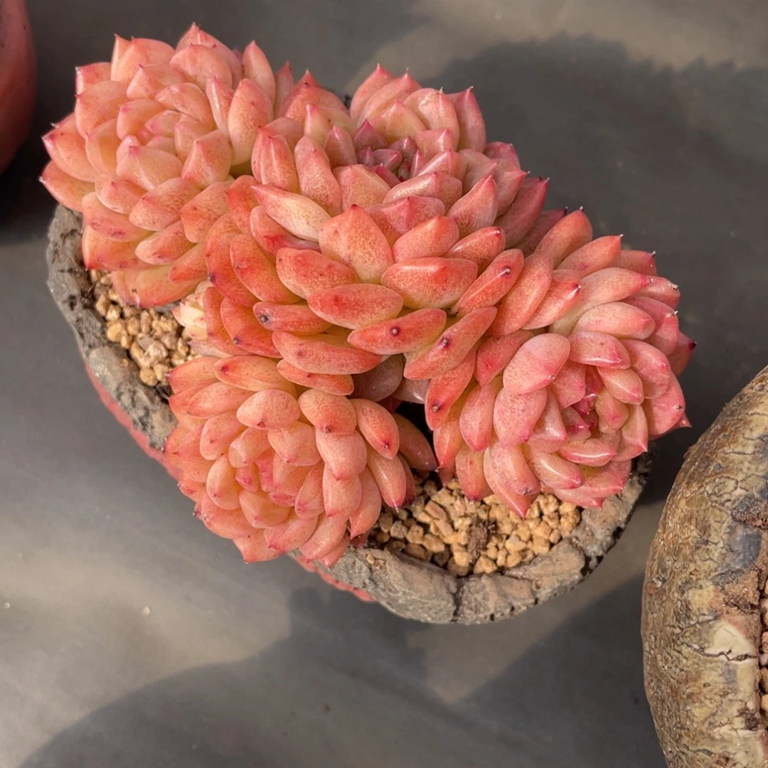 杂交四头群生杂交