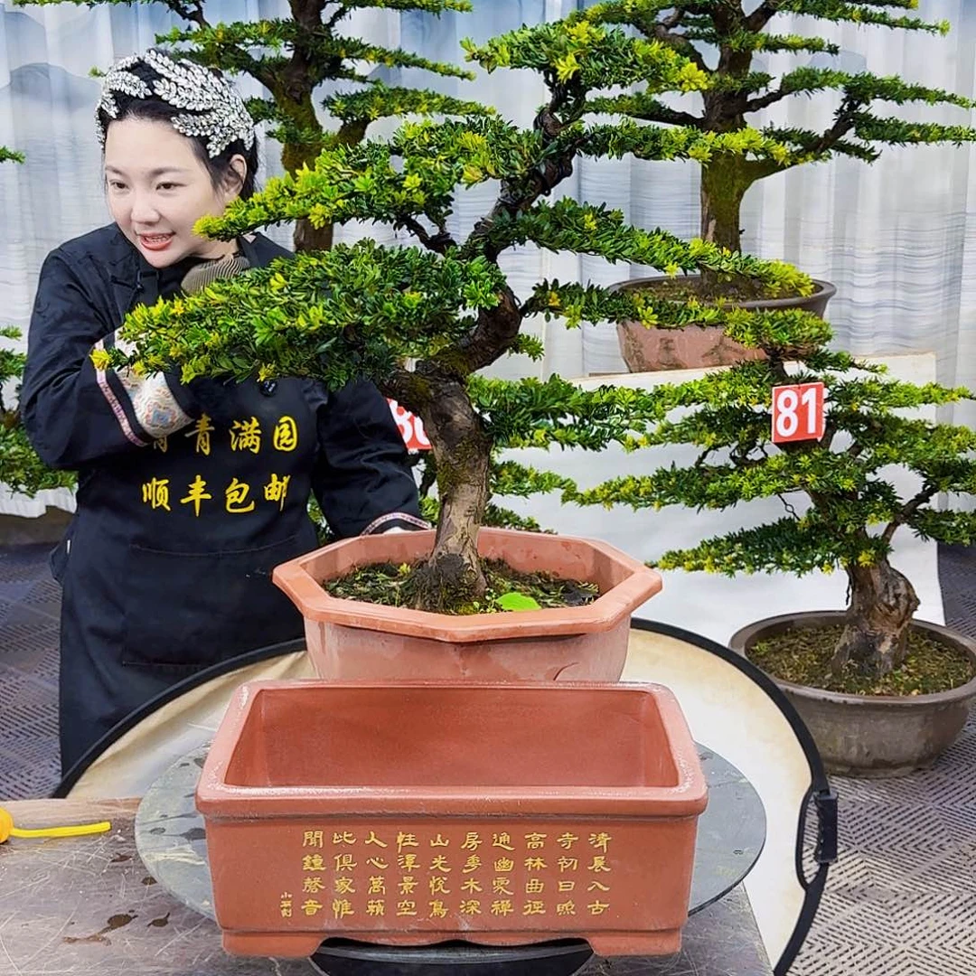 用***8无花朵罗汉松8880008888