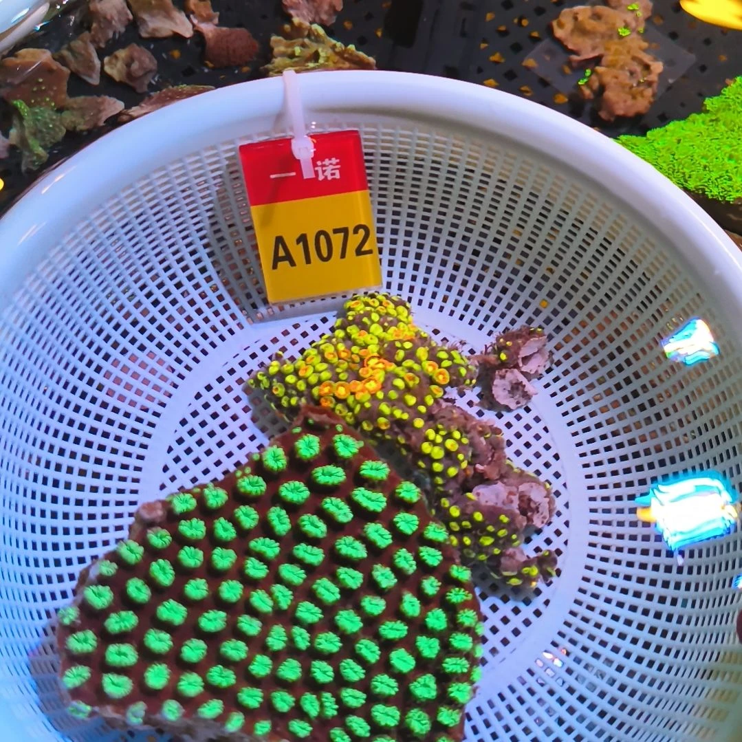 纽扣珊瑚10721072