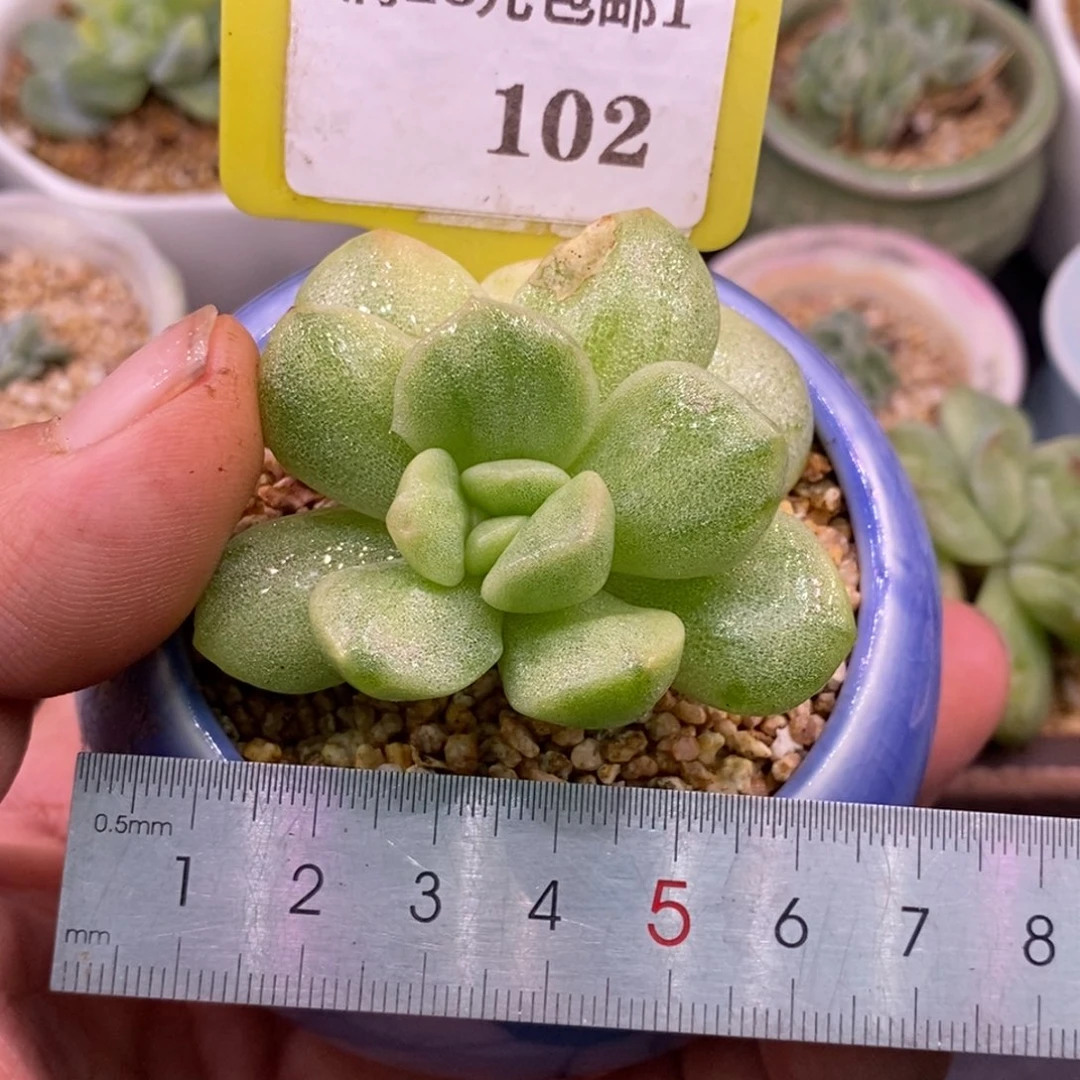 1102冰玉石化，雪花拉丝锦……