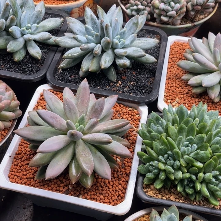 美好就是让大家知道怎么表达