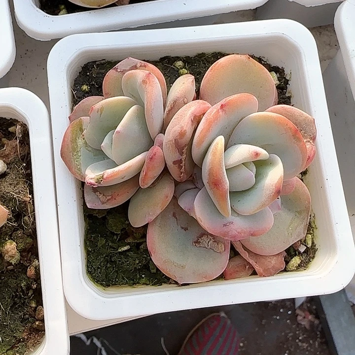 青蛙王子儿童牙膏111