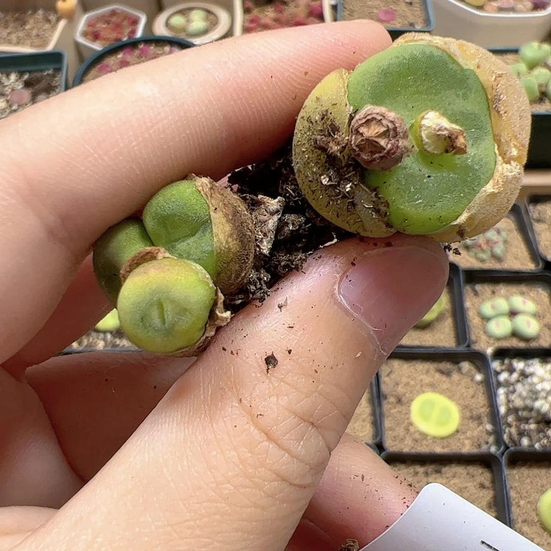 【闪购商品】文*样375 端午福利