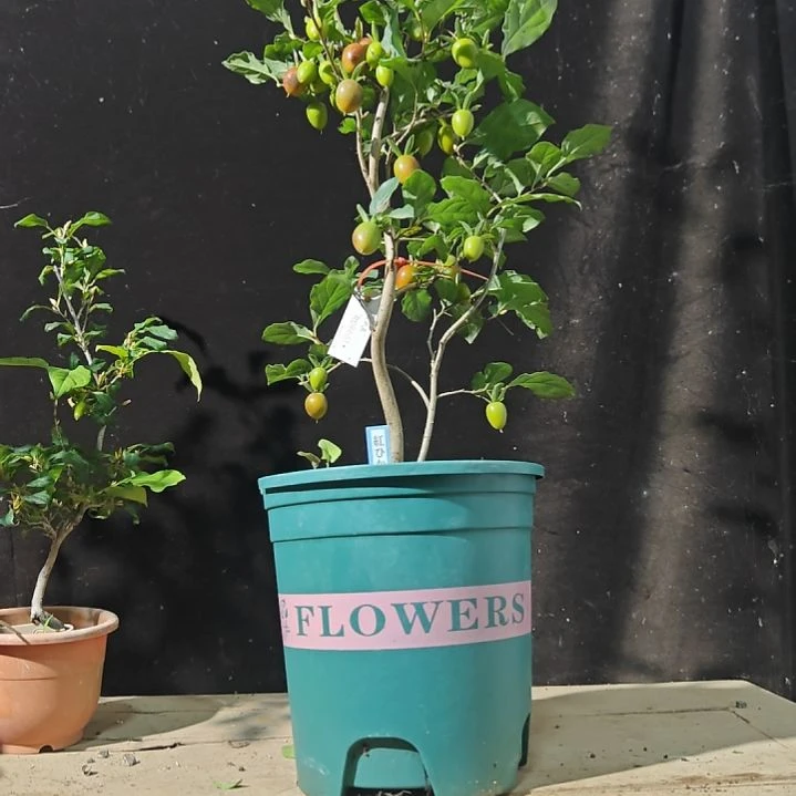 完全开放红光老鸦柿品种