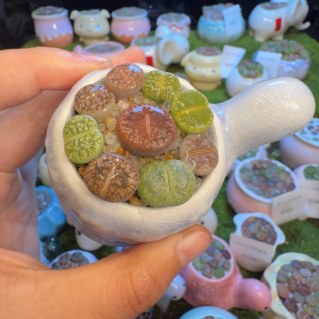 多肉植物福利冲703