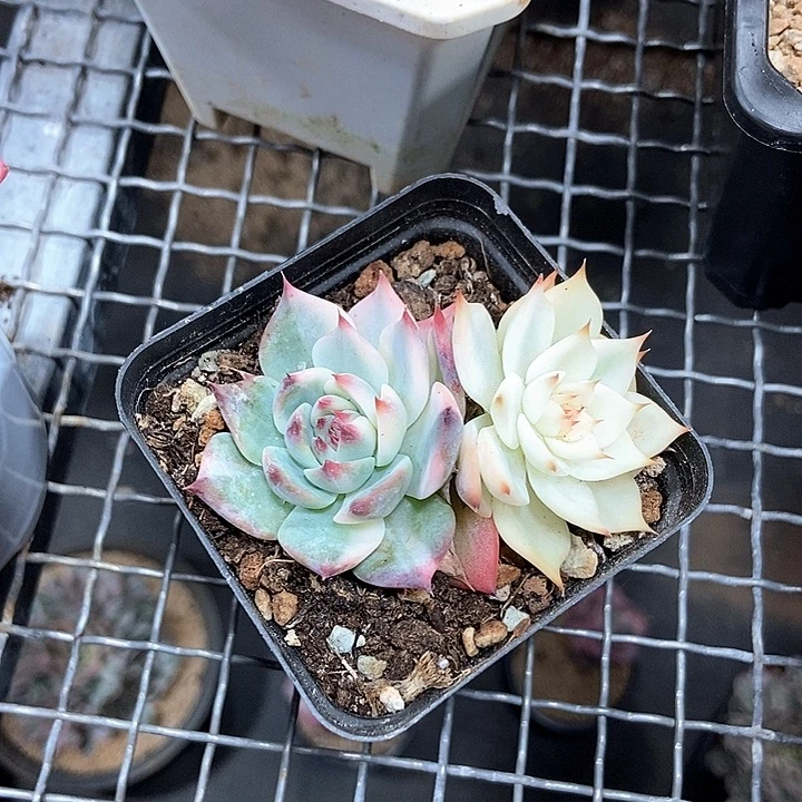 吉娃娃锦多肉植物