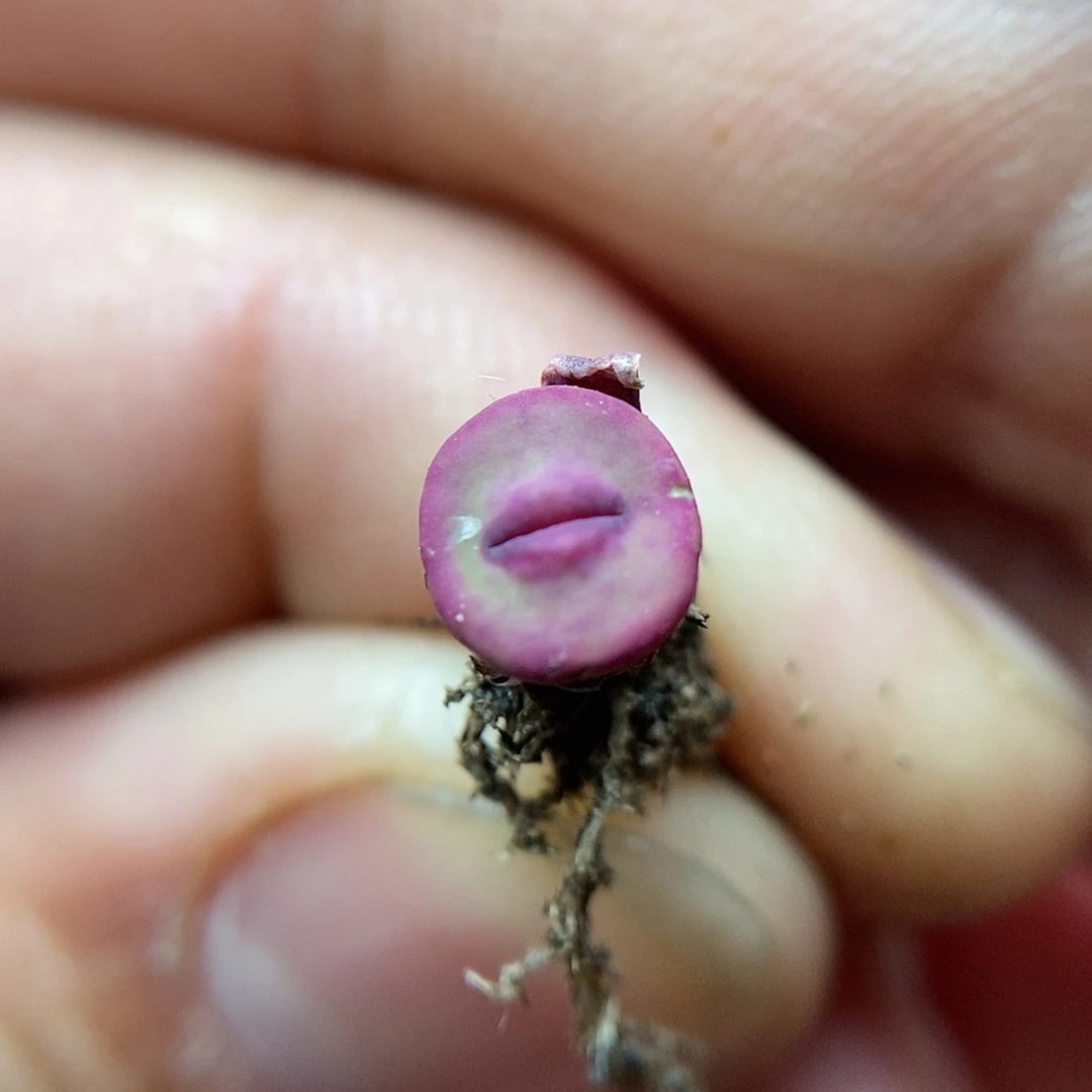 723嘴一颗两年包邮