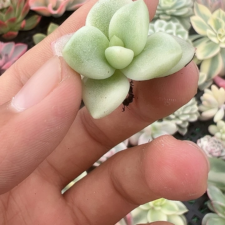 奶油鳄梨锦多肉植物