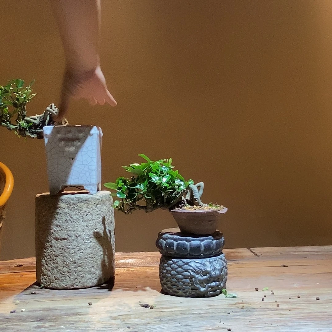无花朵友*栀子花88888888