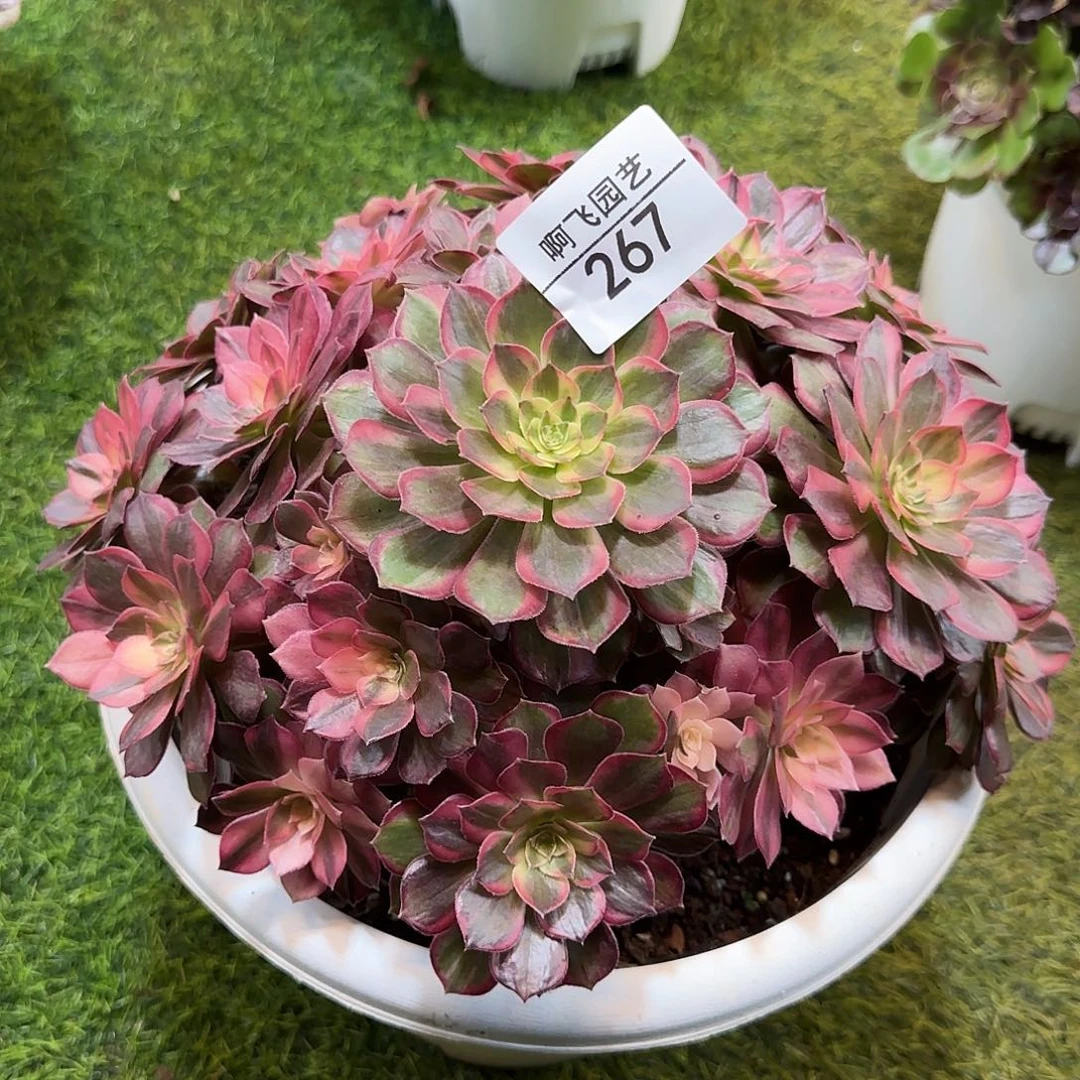 267多肉 黑魔锦福利 法师