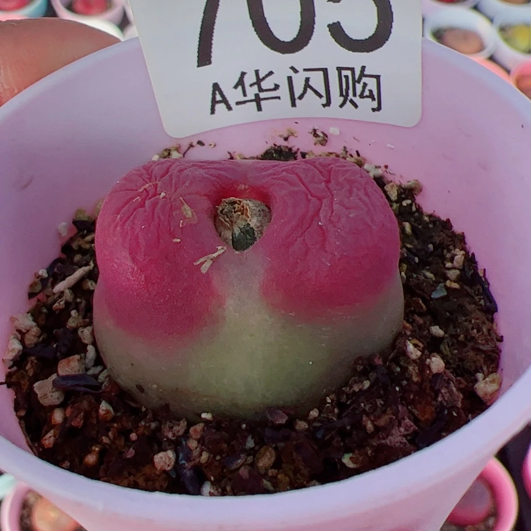 ✨****^我很喜欢这个A705