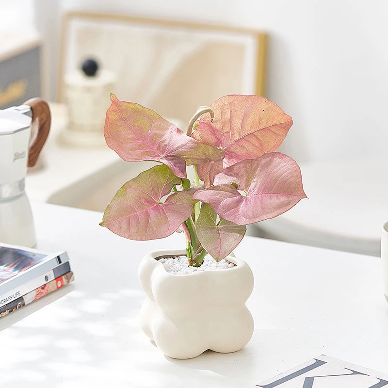 红粉佳人合果芋室内绿植办公室桌面盆栽防辐射好养净化空气彩叶芋