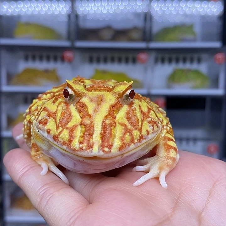 特价秒杀一切顺利