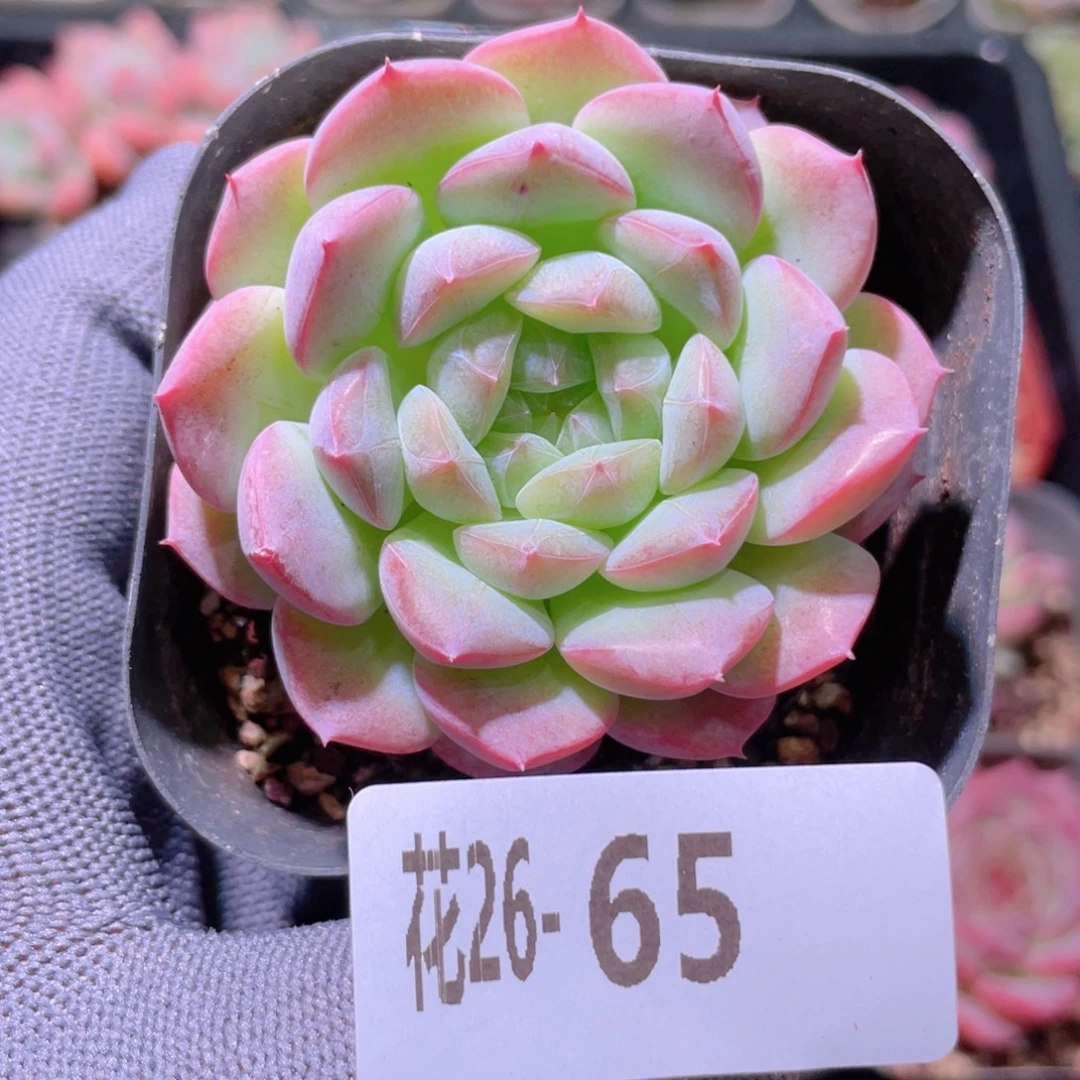 花利美26-65白桃汽水