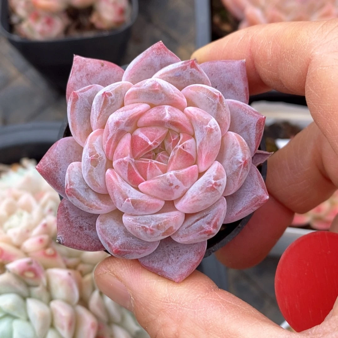 精品多肉一物一拍不包整95