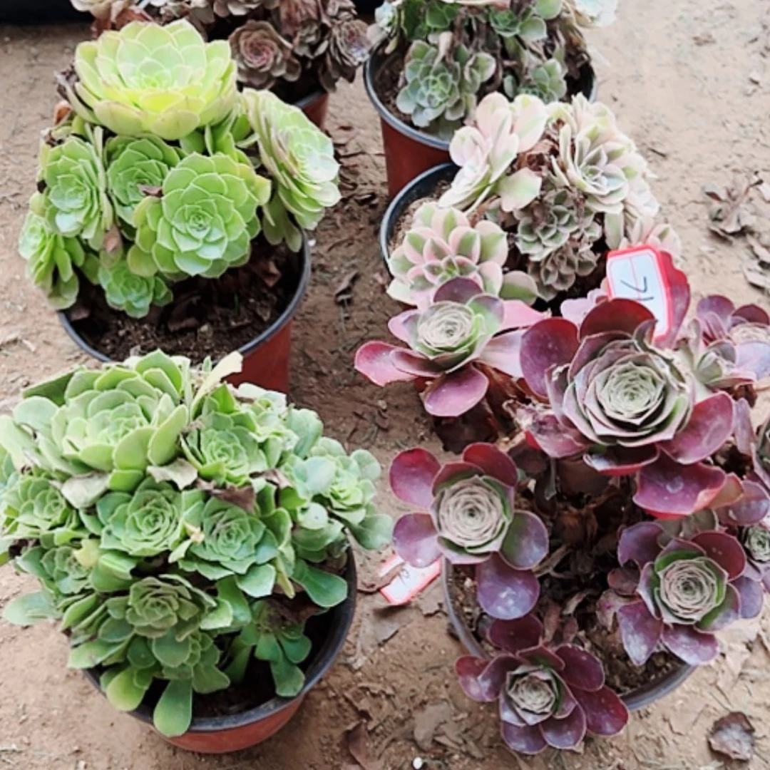 【闪购商品】无花朵岁****871号套餐6颗断枝不包