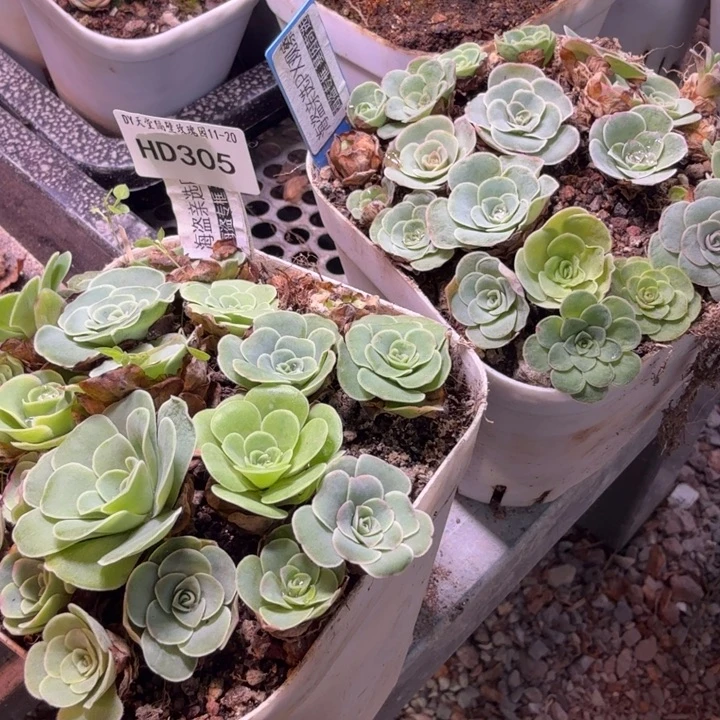 hd305  px观察品满盆两盆  小妮妮