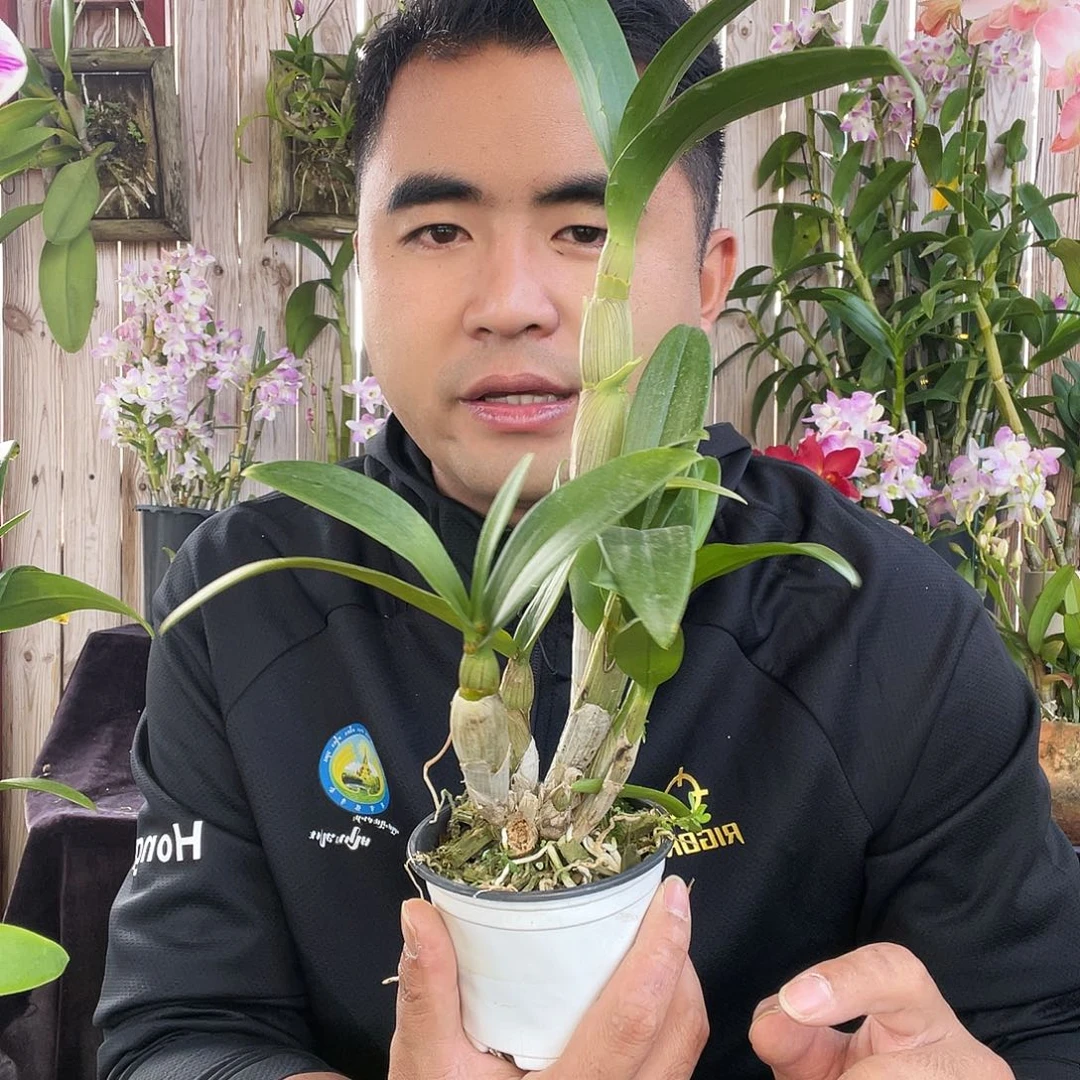 当前无花朵，栽培后可花朵Xh