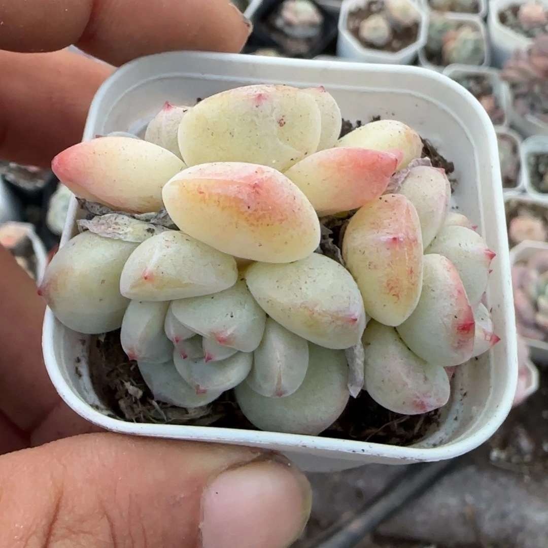 小卡拉米糖心一物一拍