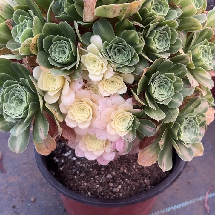 多肉植物五彩琉璃锦。