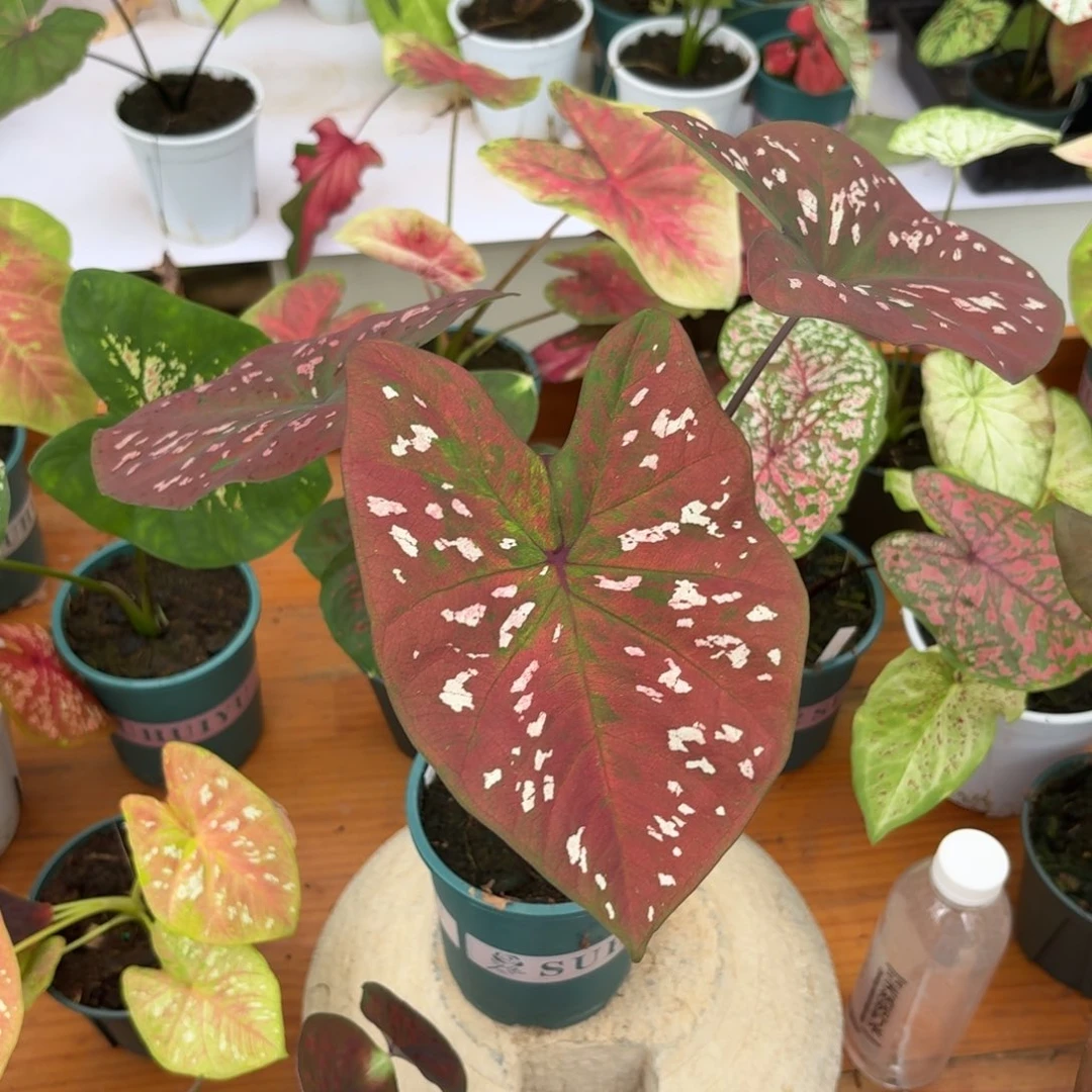 泰国彩叶芋58-1026