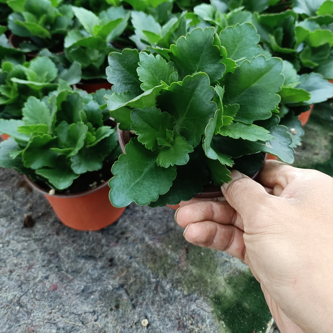 大鹏+紫鸢半成品 砍头小花苞发两颗