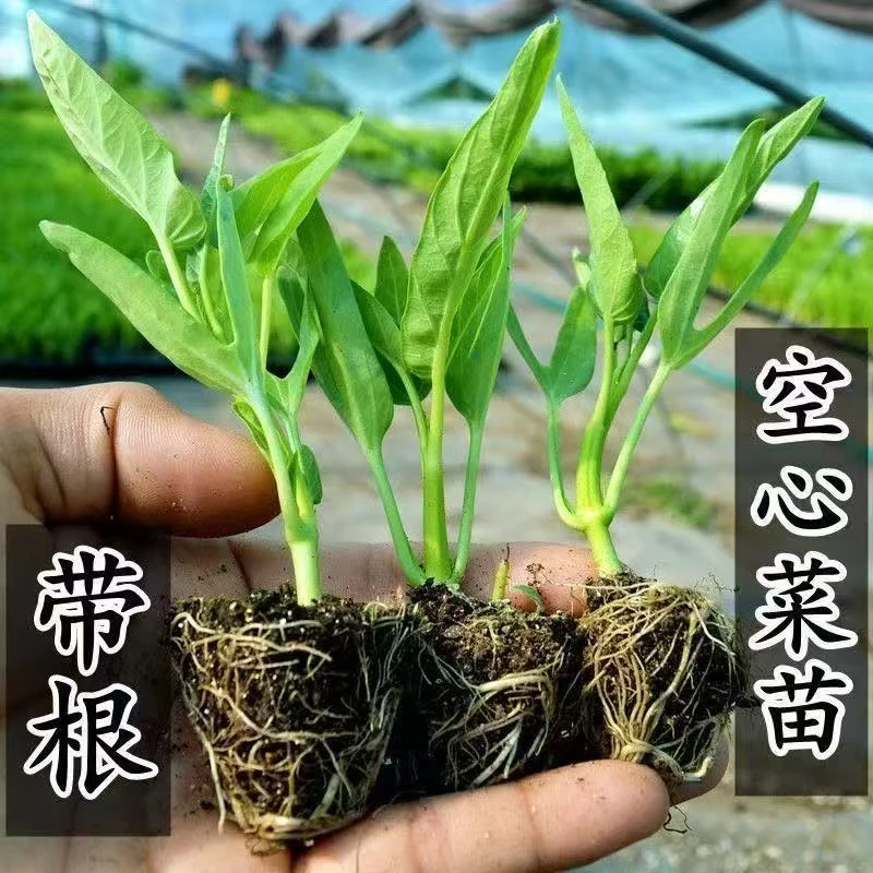 正宗三叉空心菜小叶大叶特级穴盘苗阳台种植四季盆栽种植带根种植