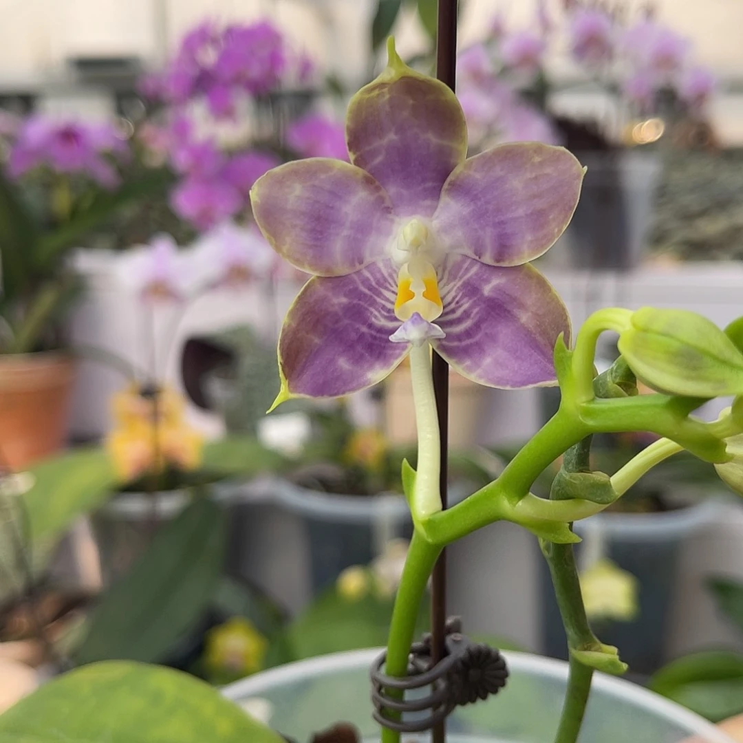 完全开放1313弥陀amm237