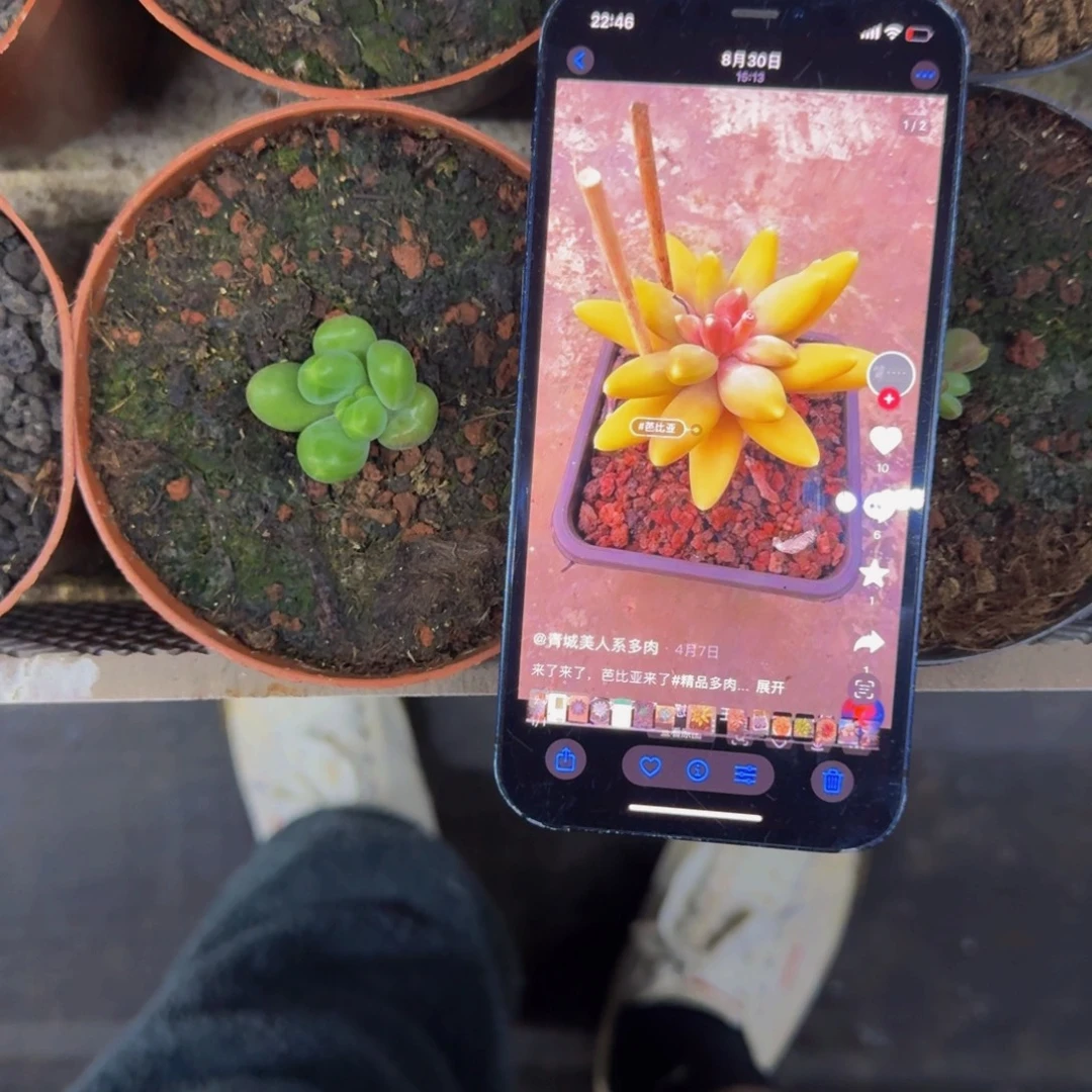 芭比亚 叶插 一物一拍