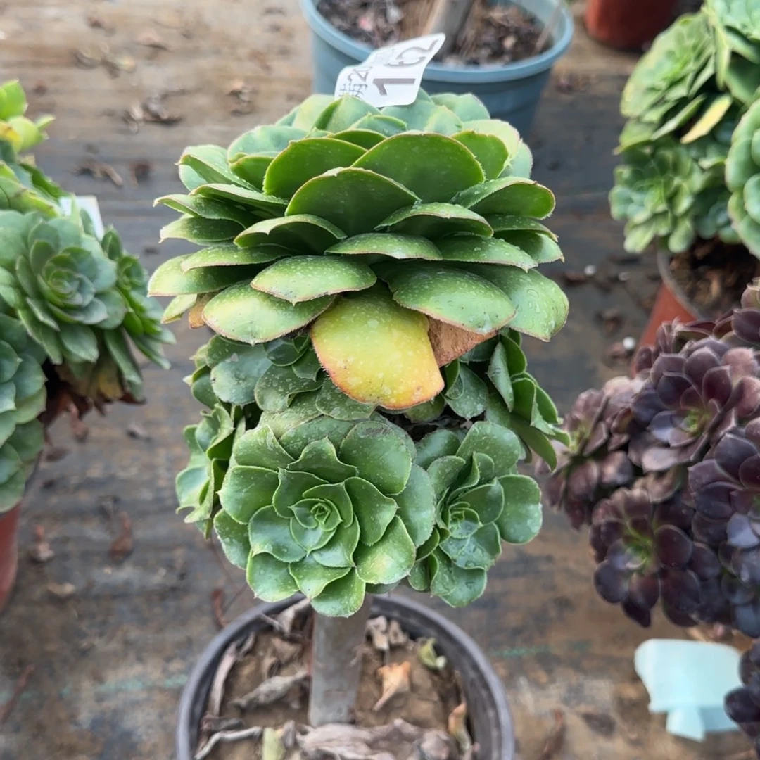 绿玫瑰162满20包邮断枝不包