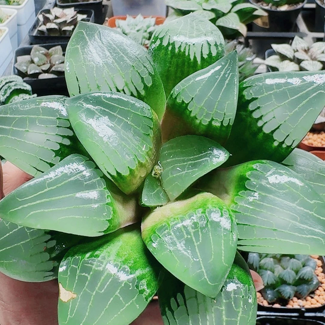 无花朵十二卷 阿房宫福利