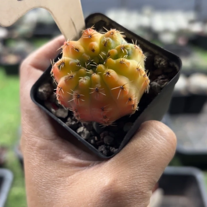 599实生锦好养皮实