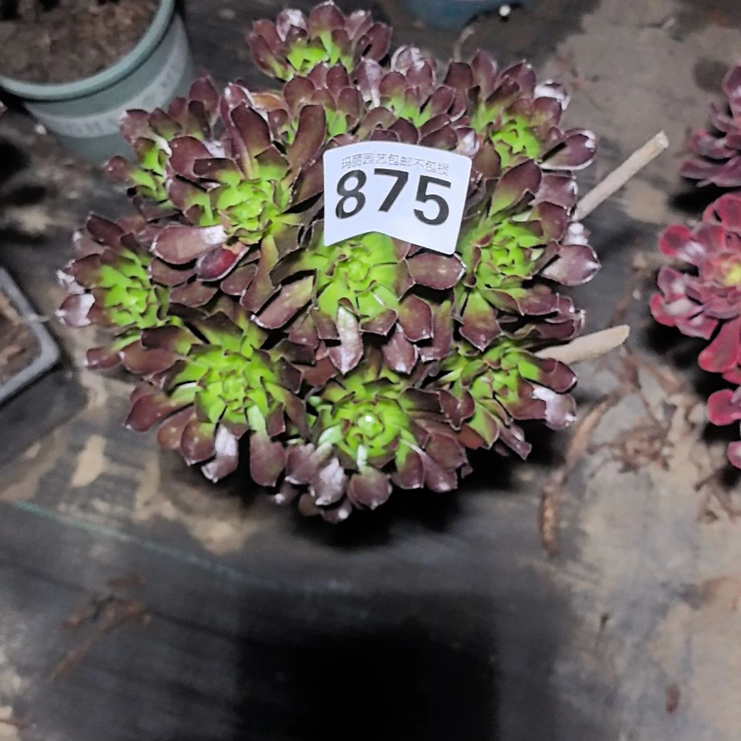 875黑法师花花2-5