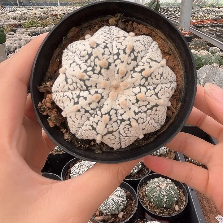 6.3cm奇迹一物一拍