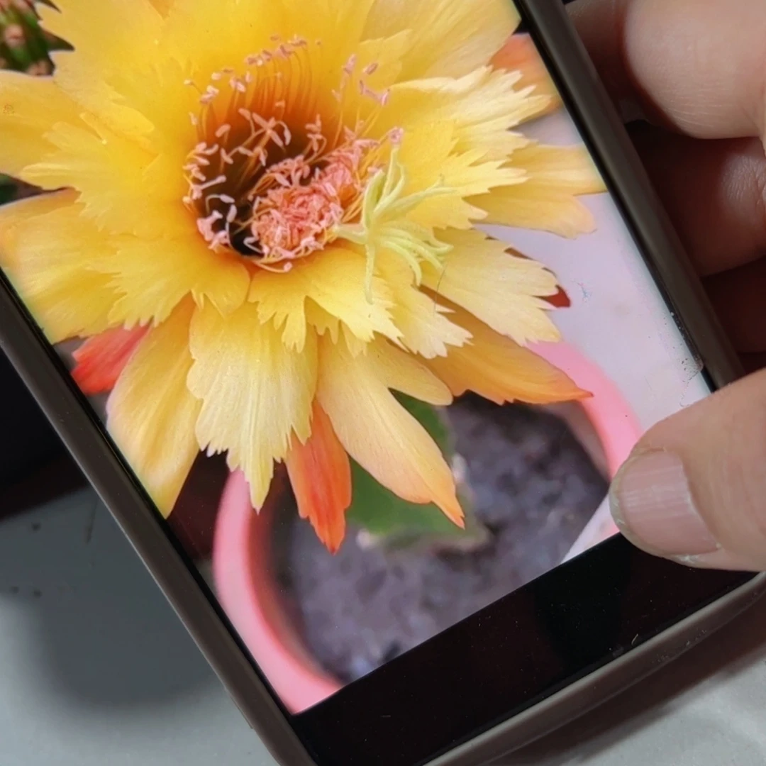 下30金妞亚力山大侧芽6公分左右20包邮