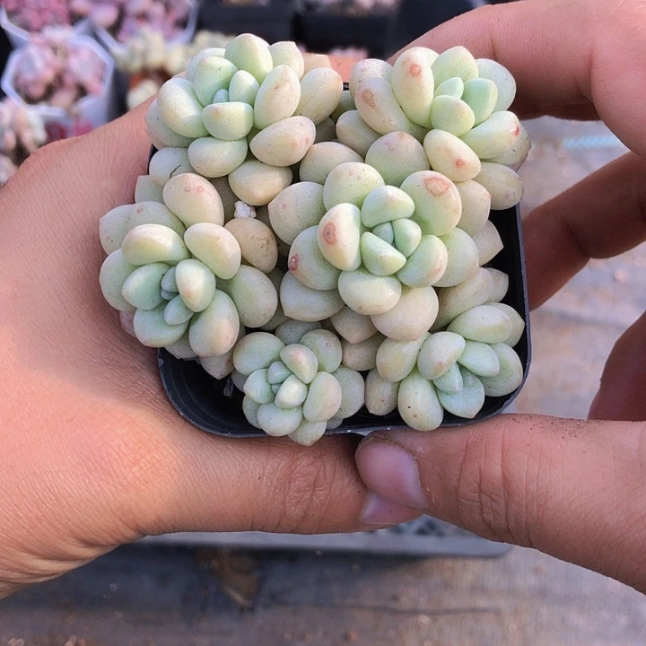 腿***八腿长多肉。山东潍坊