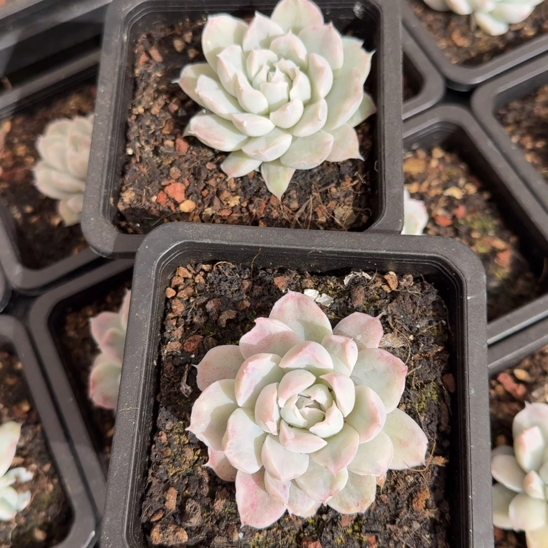 辛普森锦一颗的价格