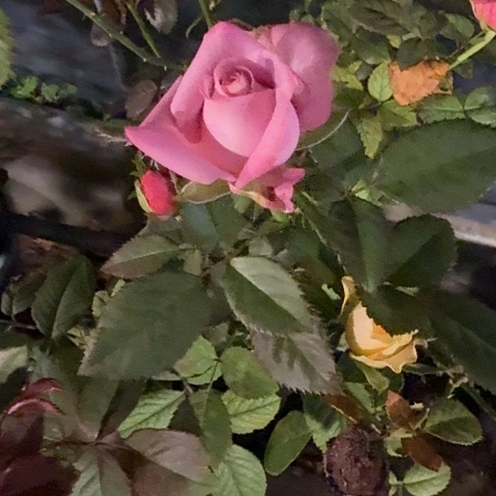 无花朵紫咖啡中苗