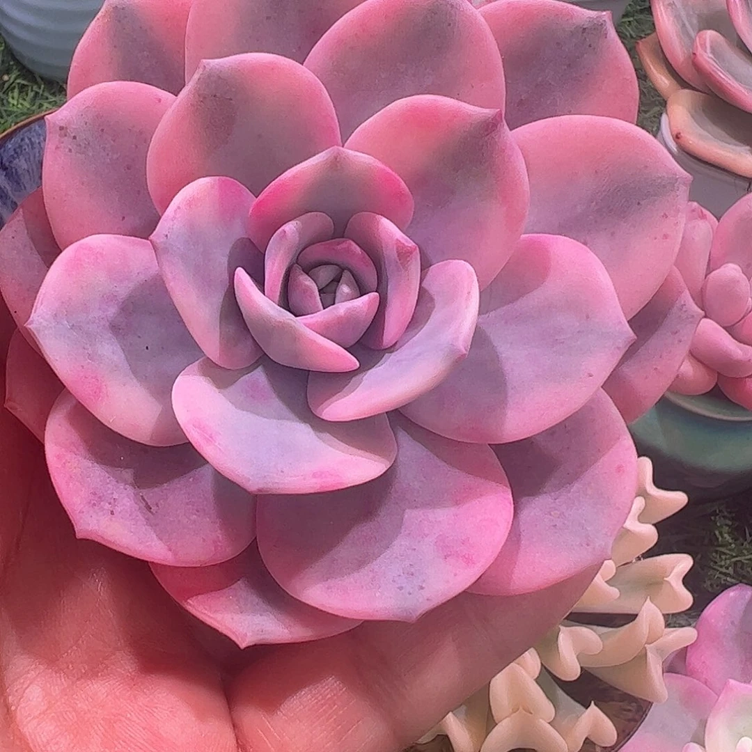 忘****多肉植物多肉植物