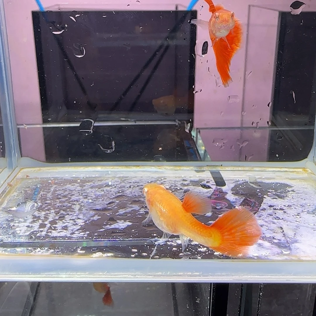 孔雀鱼蛇纹红尾一对，三个月