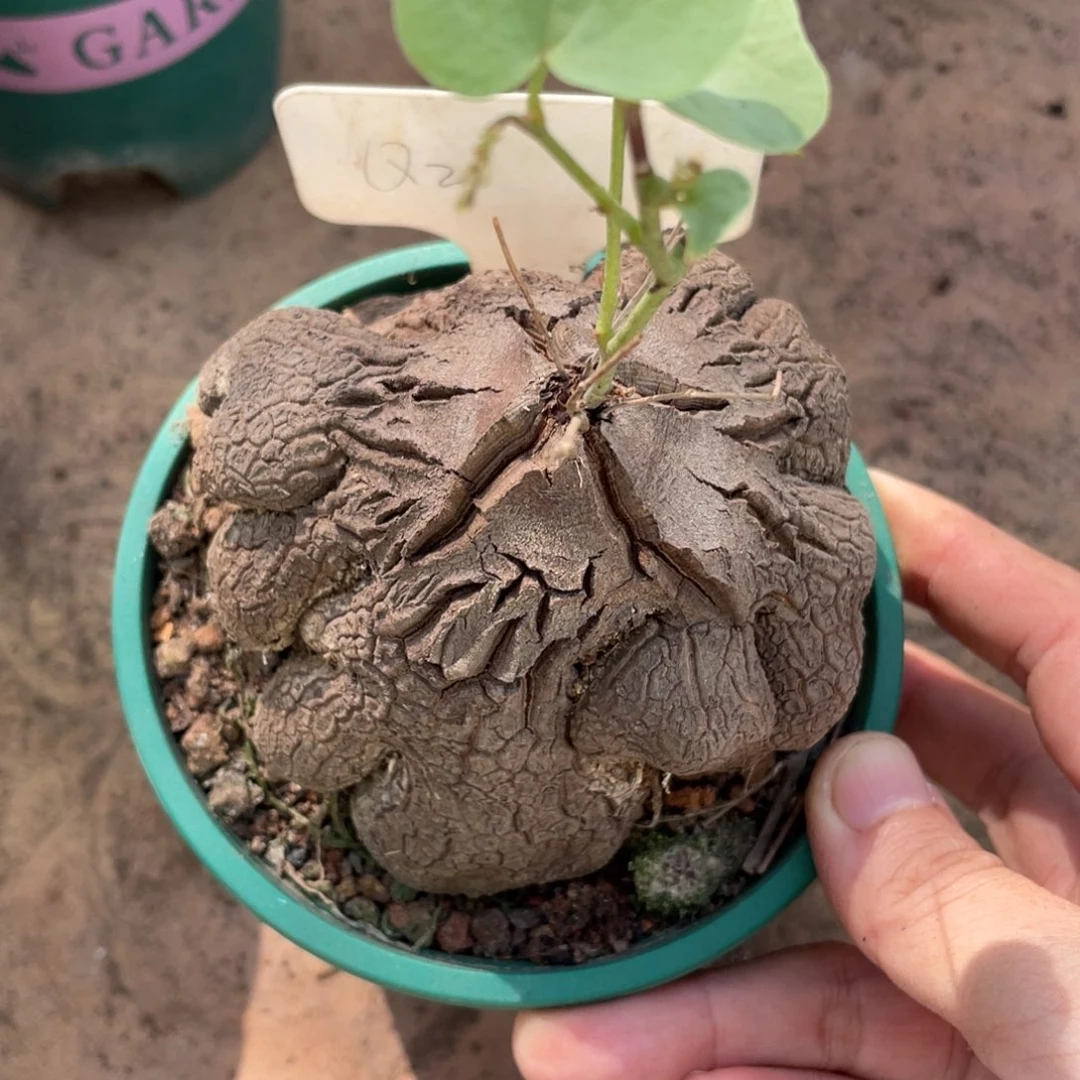 蓝***雨盆栽，象足龟甲龙.