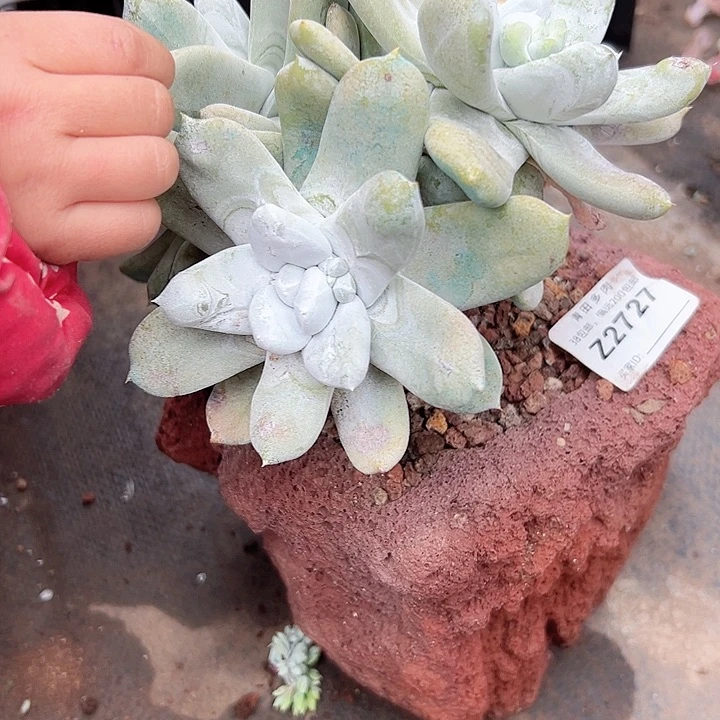 小鹿多肉一物一拍2727