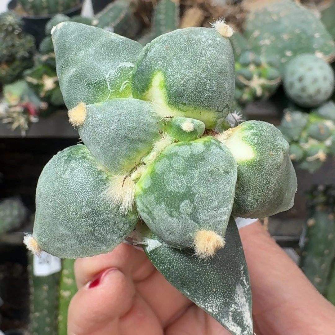 【闪购商品】无花朵白**达摩516