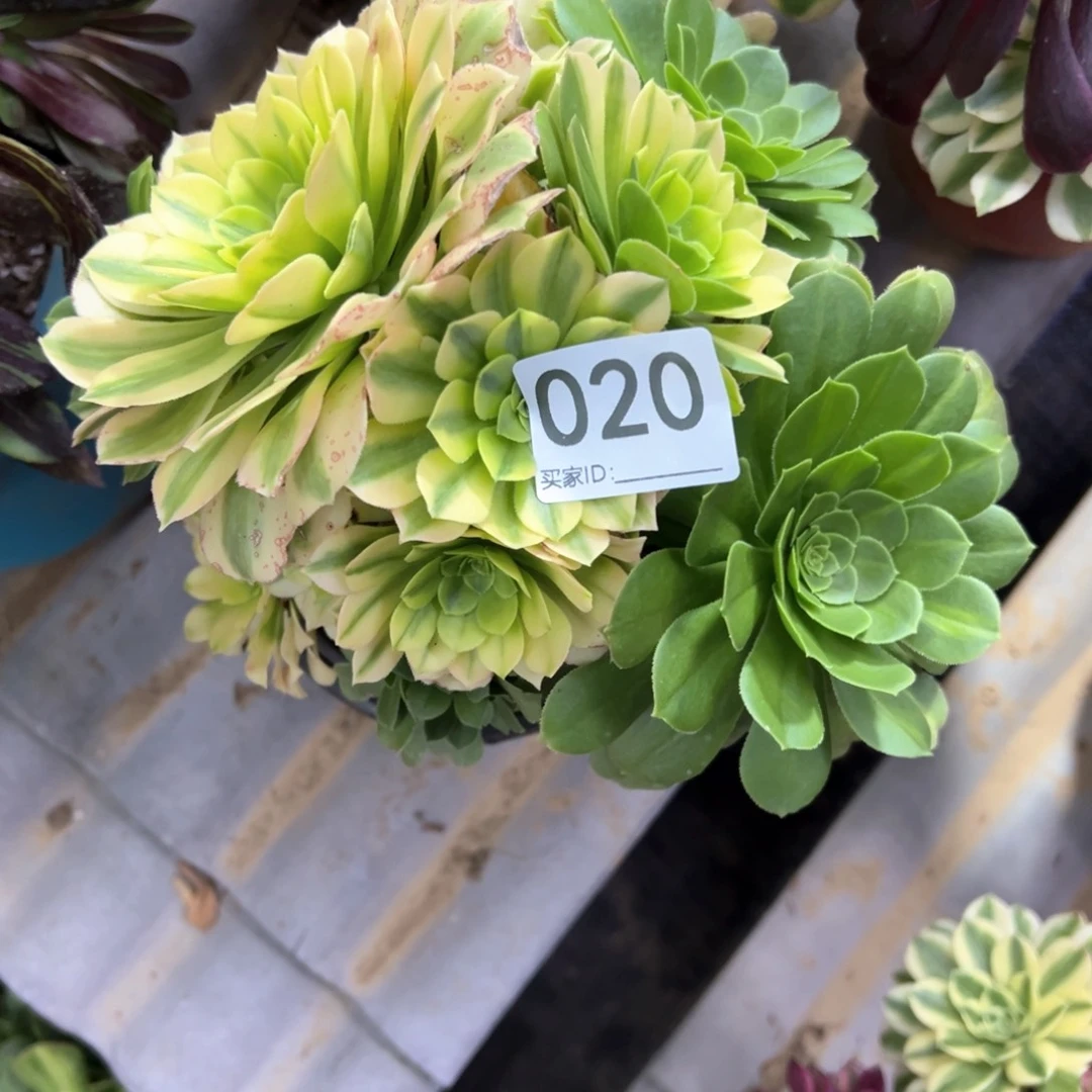 020五彩琉璃多肉植物