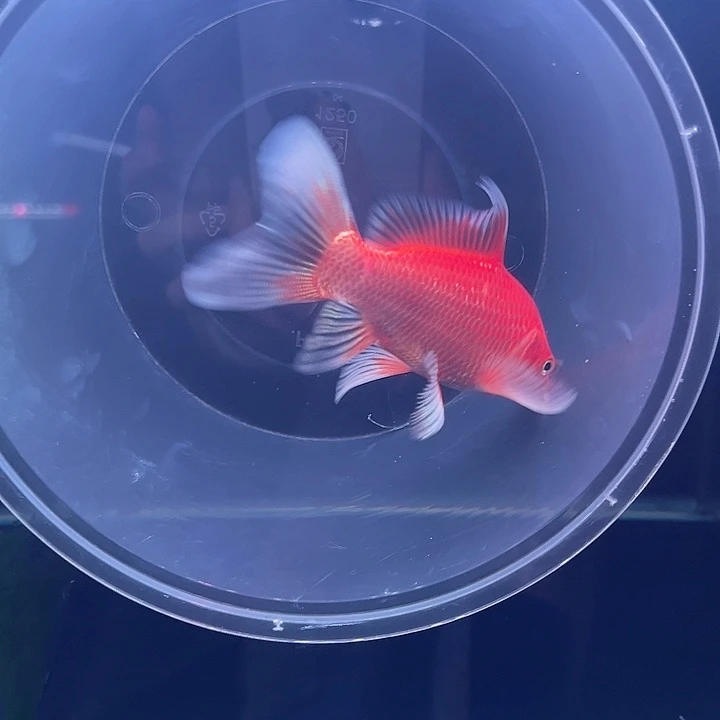 蝴蝶鲤悲****。哈哈哈哈哈哈哈哈哈哈