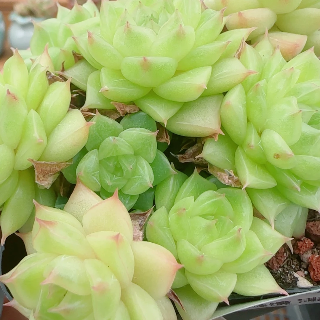 花语逸镜0925-190散