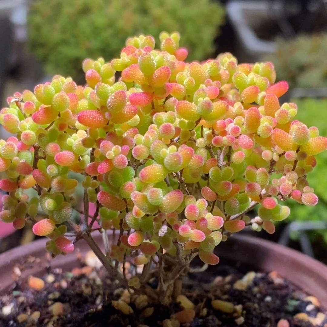 蜜桔枝干番杏599