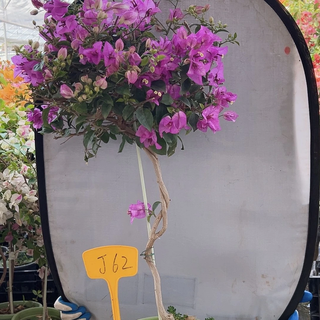 ****美大部分花苞少量开放J62雪紫